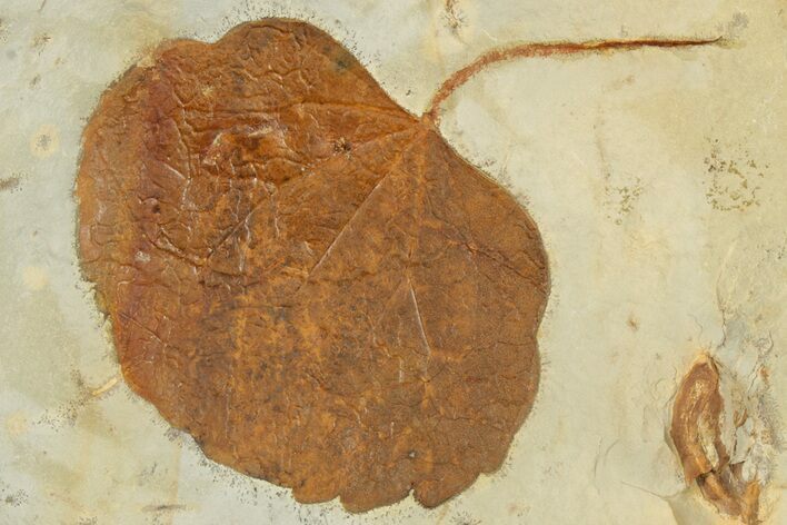 Fossil Leaf (Zizyphoides) - Montana #190323